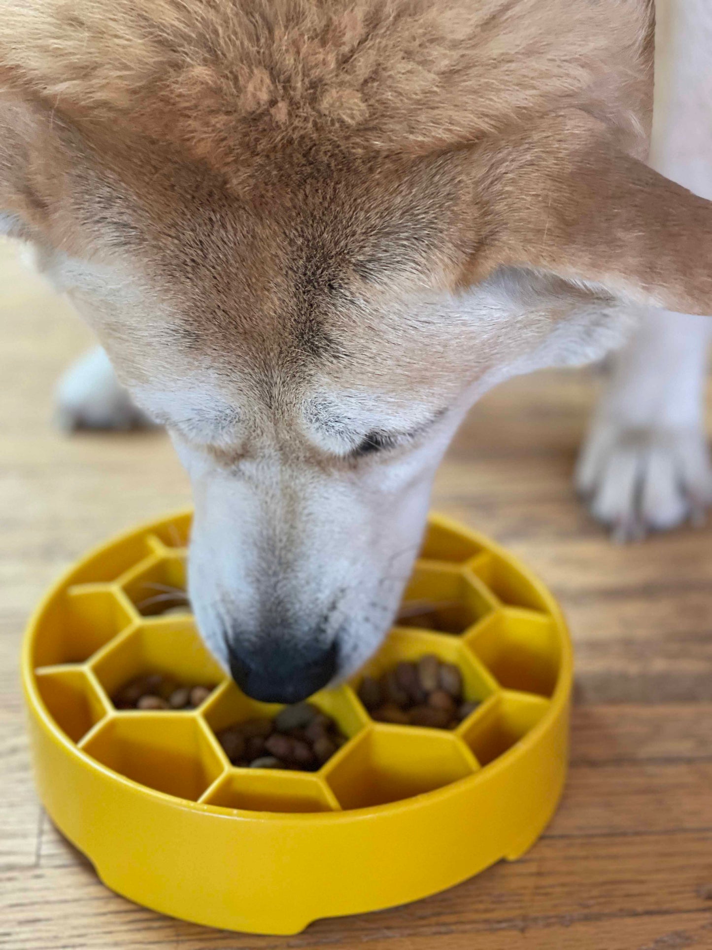 SodaPup honeycomb slow feeder dog bowl for slower, calmer eating