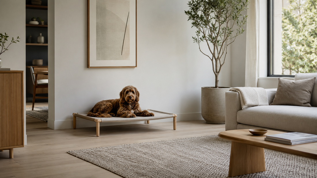 A dog resting on a Scandinavian elevated bed in a calm, minimalist modern living room — selected by LAVORA