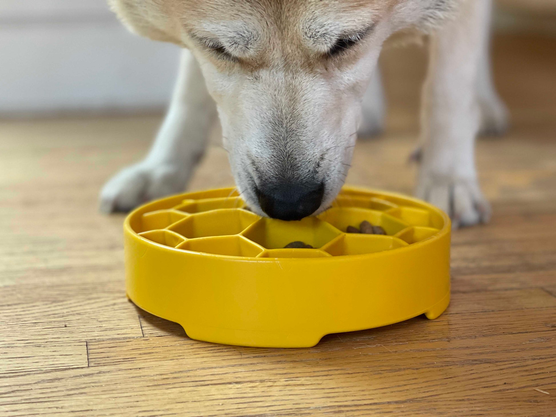 Honeycomb eBowl slow feeder for a more engaging daily meal