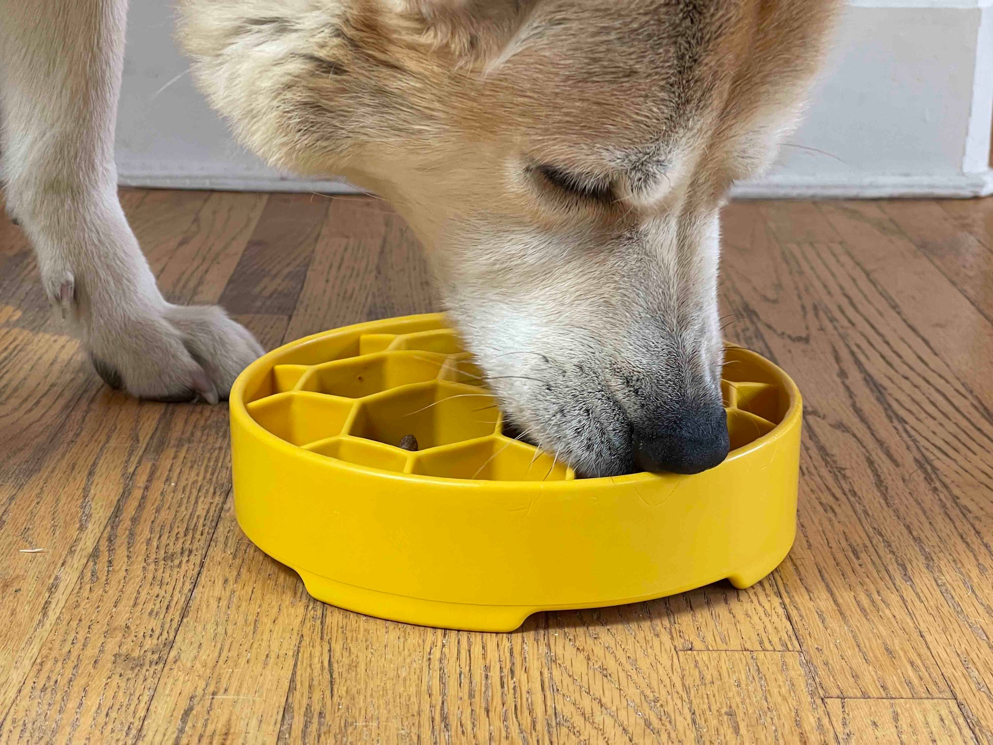 Honeycomb eBowl suitable for wet food, dry food, and frozen treats