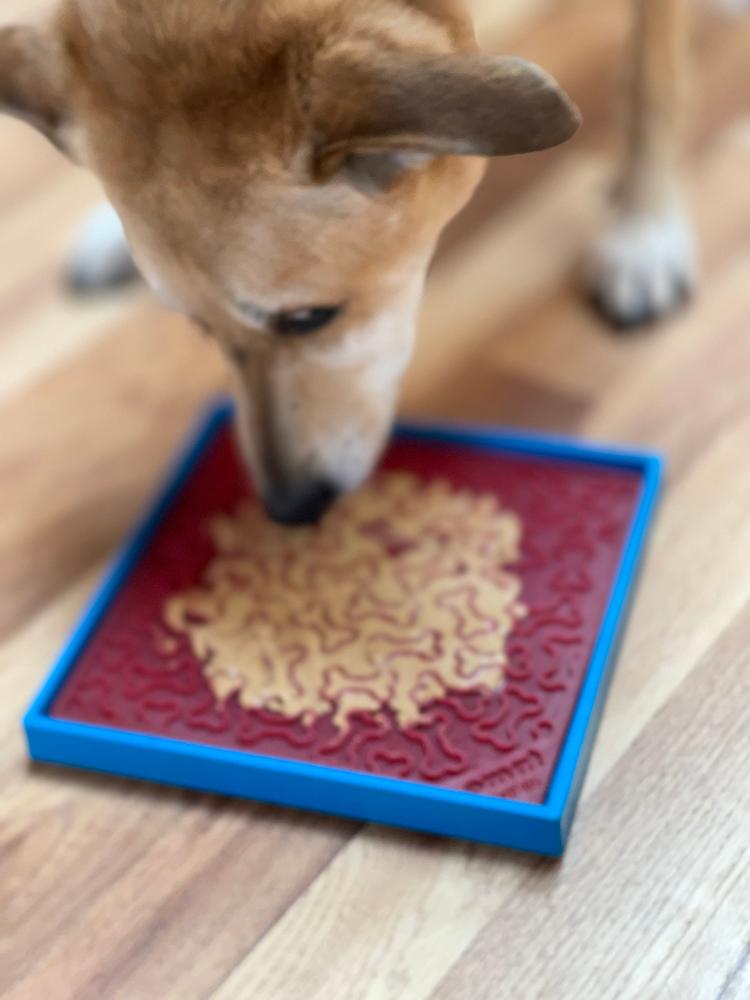 Hold 'em suction cup holder made in the USA for dog bowls and enrichment trays