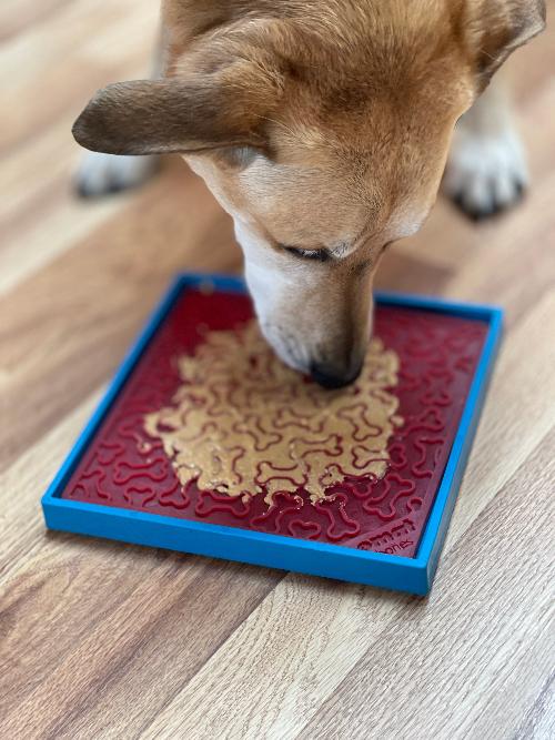 Hold 'em suction cup holder for dog bowls and lick mats