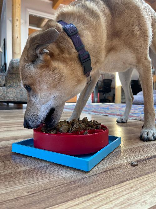 Suction cup holder compatible with SodaPup bowls and lick mats